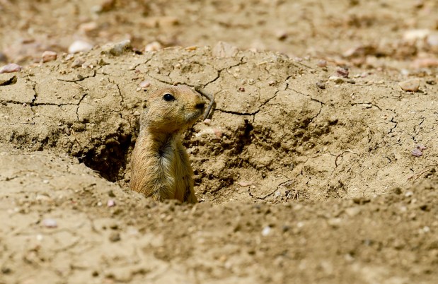 A prairie dog peers out from a burrow in a field near Spine Road and Gunbarrel Avenue on Monday. (Matthew Jonas/Staff Photographer)